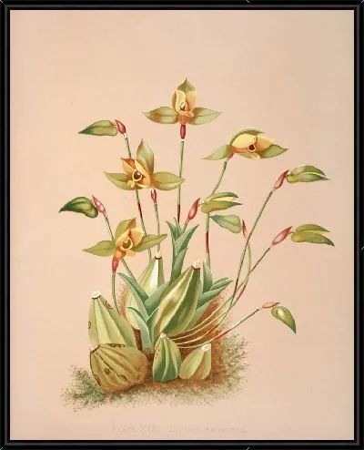 Картина Ликаста ароматическая (1885)
