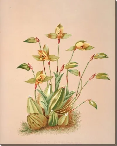 Картина Ликаста ароматическая (1885)