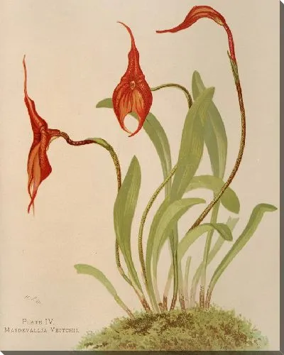 Картина Масдеваллия Вейчи (1885)