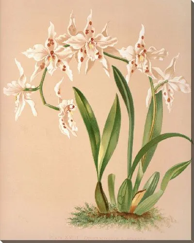 Картина Одонтоглоссум Александра (1885)