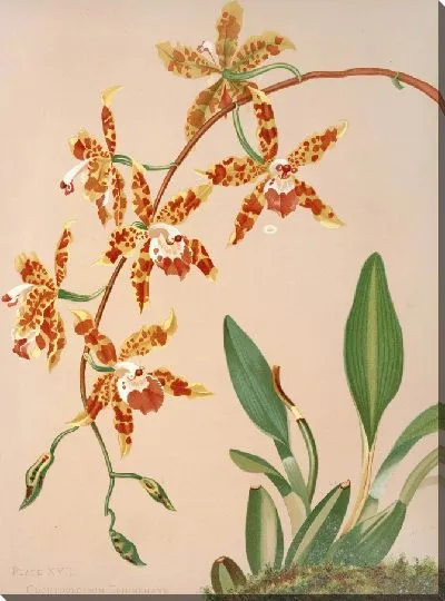 Картина Одонтоглоссум Триумфатор (1885)