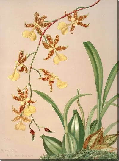 Картина Онцидиум Баркерии (1885 г.)