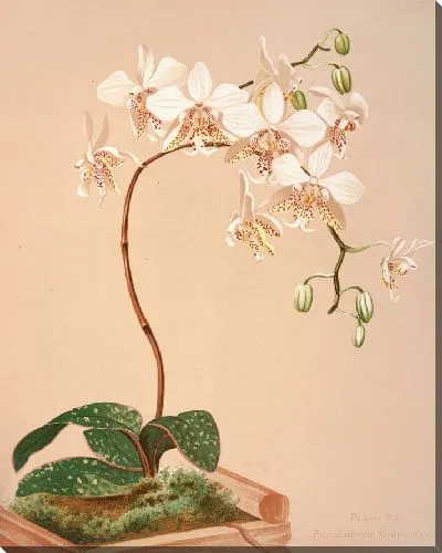 Картина Фаленопсис Стюартиана (1885 г.)