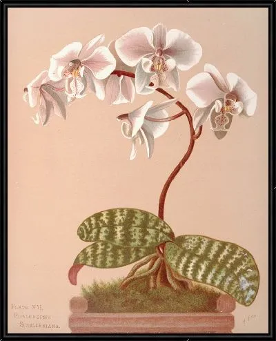 Картина Фаленопсис Шиллериана (1885 г.)