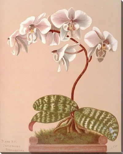 Картина Фаленопсис Шиллериана (1885 г.)