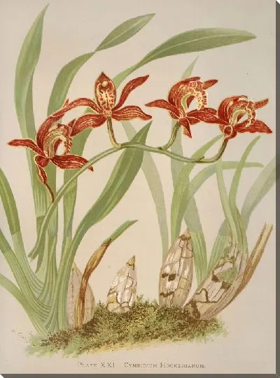 Картина Цимбидиум Гукерианум (1885 г.)