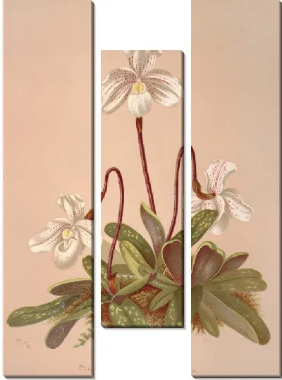 Картина Циприпедиум Нивеум (1885 г.)