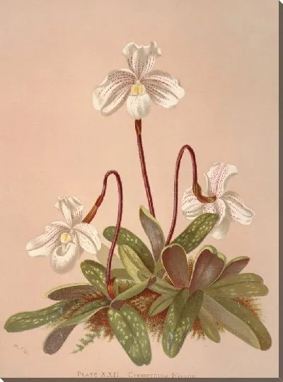 Картина Циприпедиум Нивеум (1885 г.)