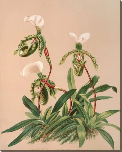 Картина Циприпедиум Спицерианум (1885 г.)