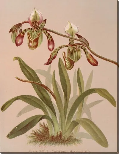 Картина Циприпедиум Хайнальдианум (1885 г.)