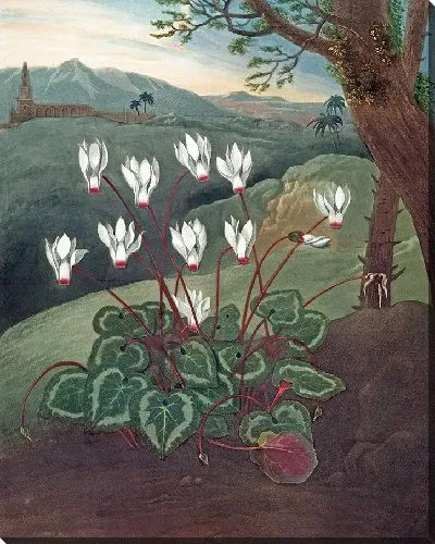 Картина Персидский циклмен (1807 г.)