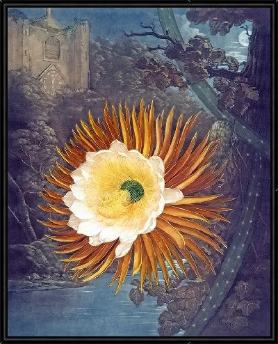 Картина Ночной цереус (1807 г.)