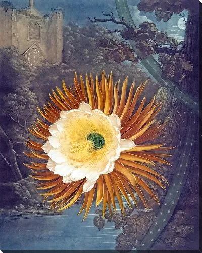 Картина Ночной цереус (1807 г.)