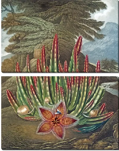 Картина Личинка со стапелией (1807 г.)