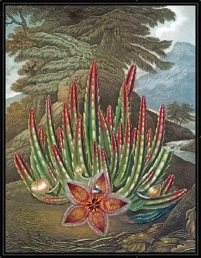 Картина Личинка со стапелией (1807 г.)