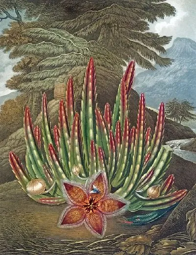 Картина Личинка со стапелией (1807 г.)