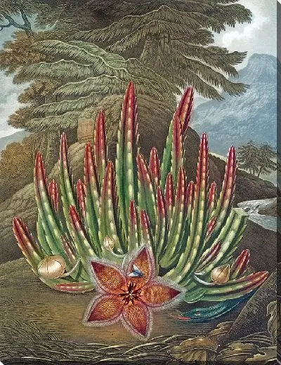 Картина Личинка со стапелией (1807 г.)