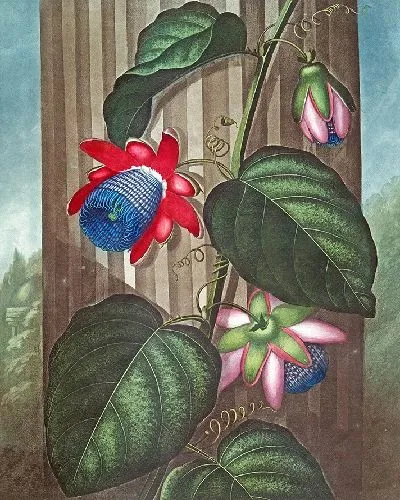 Картина Крылатая страстоцвет (1807 г.)