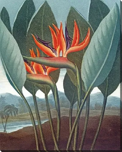 Картина Королева (1807)