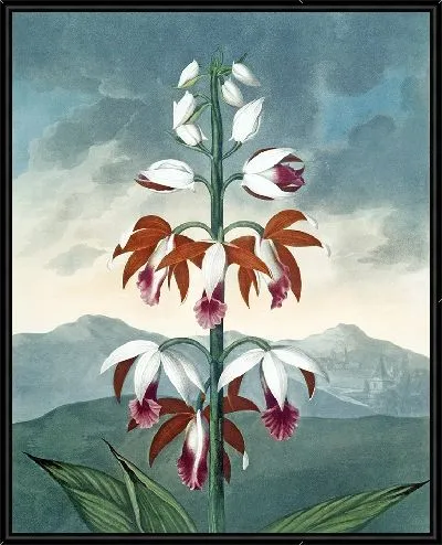Картина Китайский лимодорон (1807 г.)