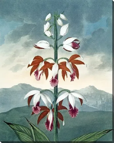 Картина Китайский лимодорон (1807 г.)