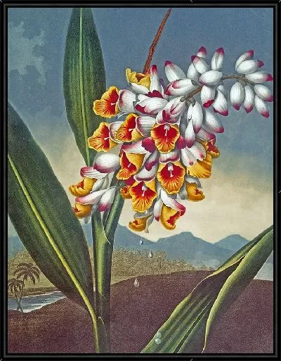 Картина Кивающая ренеалмия (1807 г.)
