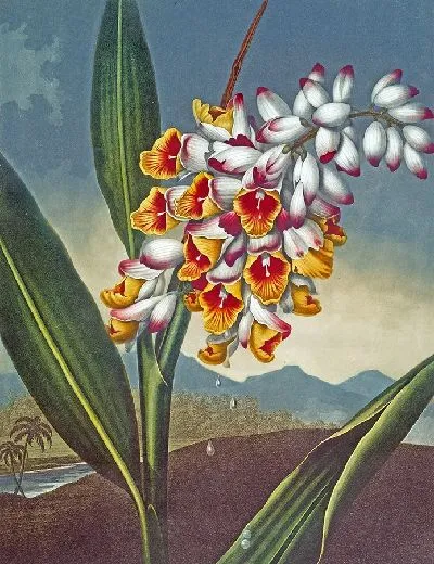 Картина Кивающая ренеалмия (1807 г.)
