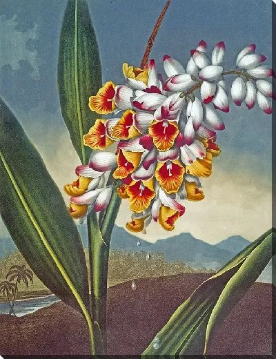 Картина Кивающая ренеалмия (1807 г.)