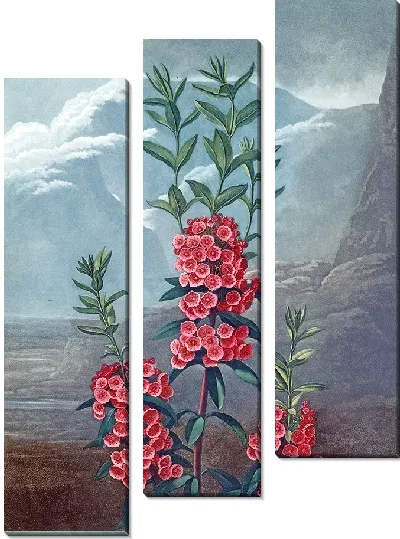 Картина Кальмия узколистная (1807 г.)