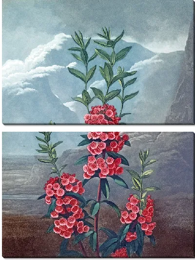 Картина Кальмия узколистная (1807 г.)