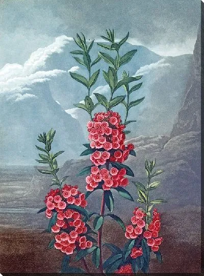 Картина Кальмия узколистная (1807 г.)