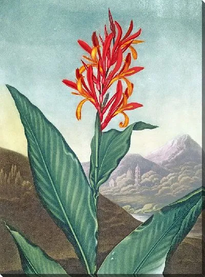 Картина Индийский тростник (1807 г.)