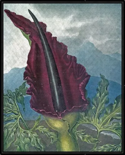 Картина Дракон Арум (1807 г.)