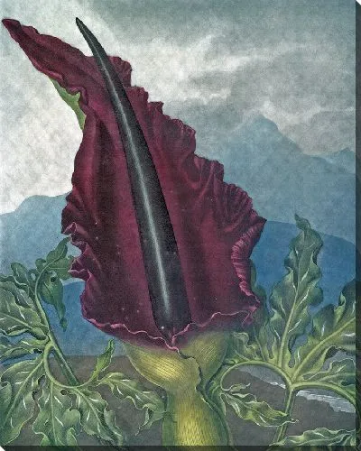 Картина Дракон Арум (1807 г.)