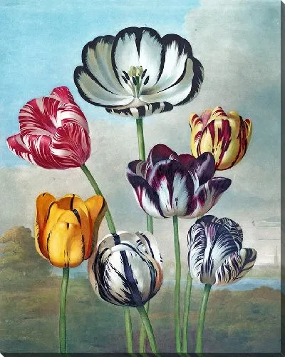 Картина Группа тюльпанов (1807 г.)