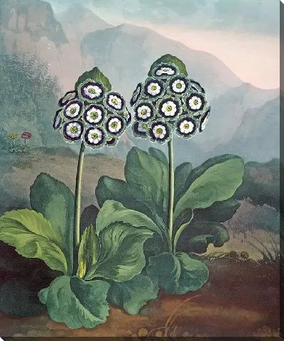 Картина Группа аурикул (1807)