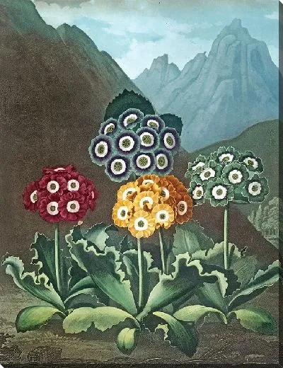 Картина Группа аурикул (1807 г.)