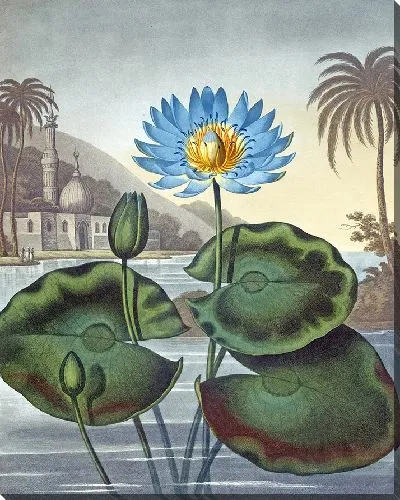 Картина Голубая египетская кувшинка (1807 г.)