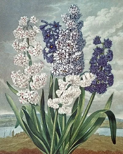 Картина Гиацинты (1807 г.)