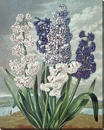 Картина Гиацинты (1807 г.)