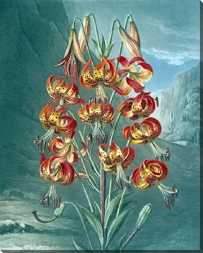 Картина Великолепная лилия (1807 г.)