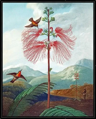 Картина Большое чувственное растение (1807 г.)