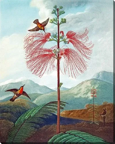 Картина Большое чувственное растение (1807 г.)