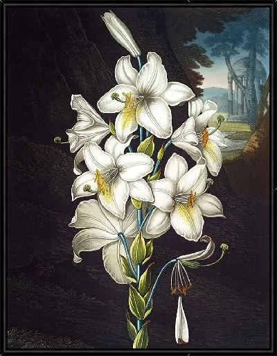 Картина Белая лилия с пестрыми листьями (1807 г.)