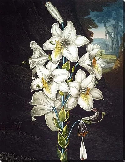 Картина Белая лилия с пестрыми листьями (1807 г.)