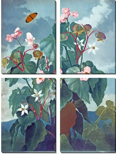 Картина Бегония косолистная (1807 г.)