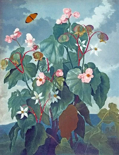 Картина Бегония косолистная (1807 г.)