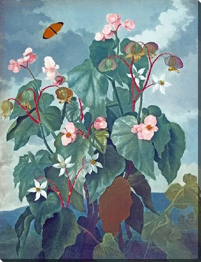 Картина Бегония косолистная (1807 г.)