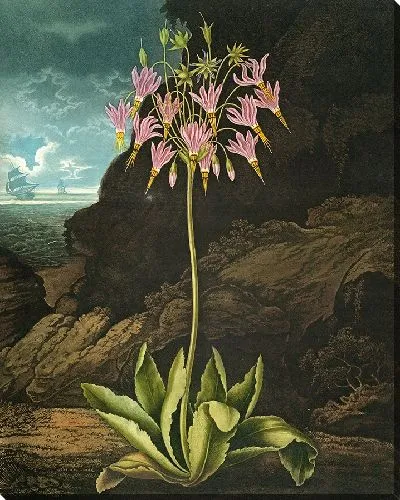 Картина Американский первоцвет (1807 г.)