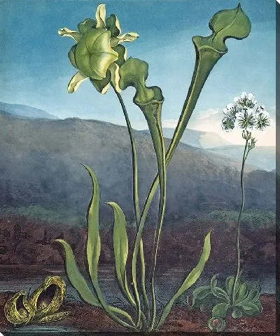 Картина Американские болотные растения. Я зловонный потос. II Кувшинный завод. III Венерина мухоловка (1807 г.)